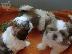 PoulaTo: Γλυκά κουτάβια Shih Tzu για υιοθεσία